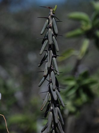 Alluaudiopsis fiherenensis
