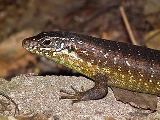 Zonosaurus brygooi