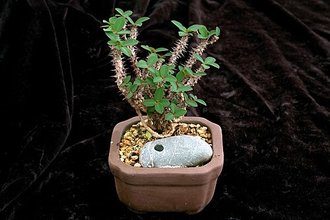 Euphorbia bulbispina
