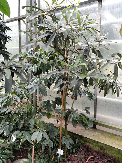 Brexia madagascariensis