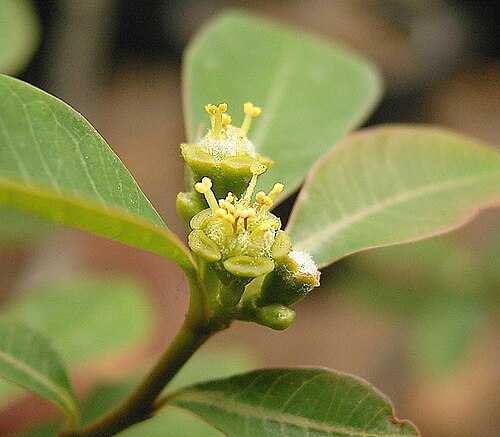 Euphorbia pervilleana