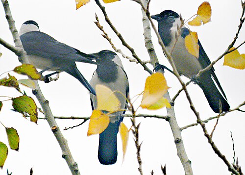 Choucas de Daourie (Coloeus dauuricus)