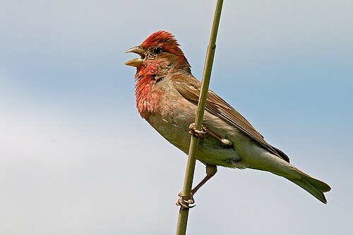 Roselin cramoisi (Carpodacus erythrinus)