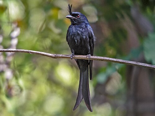 Drongo malgache (Dicrurus forficatus)