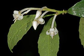 Rinorea angustifolia