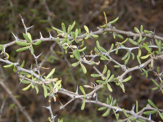 Alluaudiopsis marnieriana