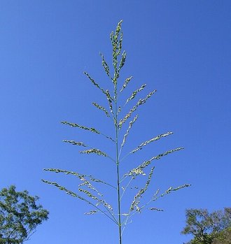Megathyrsus maximus