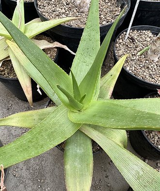 Aloe manandonae