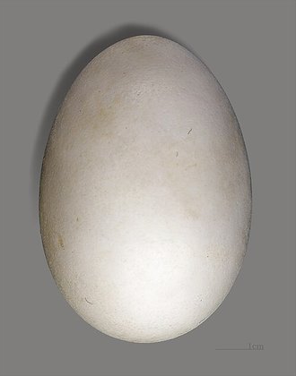 Puffinus pacificus