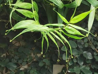Flagellaria indica
