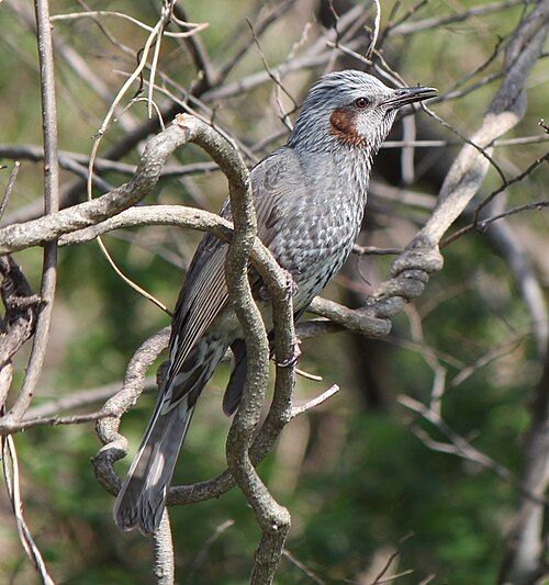 Bulbul à oreillons bruns (Hypsipetes amaurotis)