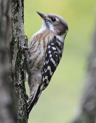 Pic kisuki (Yungipicus kizuki)