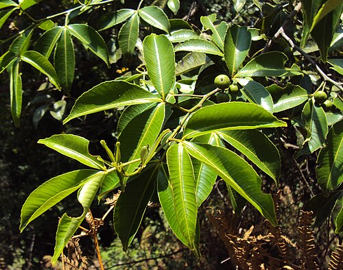 Zanthoxylum asiaticum