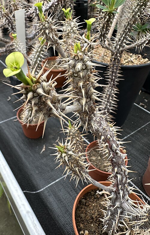 Euphorbia duranii