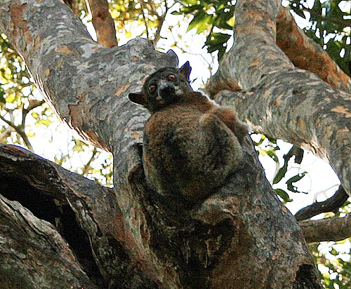 Petit lépilémur (Lepilemur ruficaudatus)