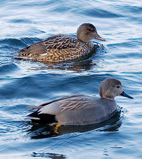 Canard chipeau (Mareca strepera)