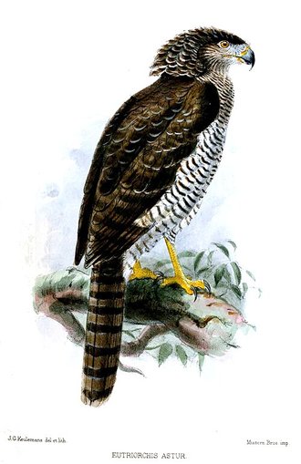 Serpentaire de Madagascar (Eutriorchis astur)