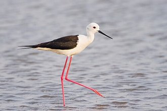 Échasse blanche (Himantopus himantopus)