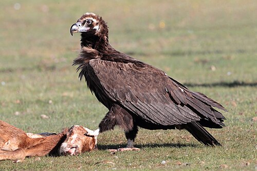 Vautour moine (Aegypius monachus)