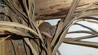 Microcèbe gris-roux (Microcebus griseorufus)
