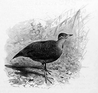 Mésite variée (Mesitornis variegatus)