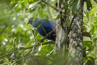 Coua bleu (Coua caerulea)