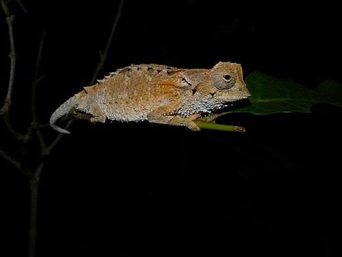 Brookesia decaryi