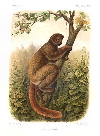 Avahi laineux (Avahi laniger)
