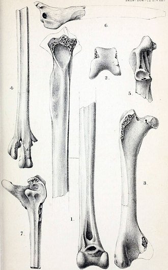 Centrornis majori