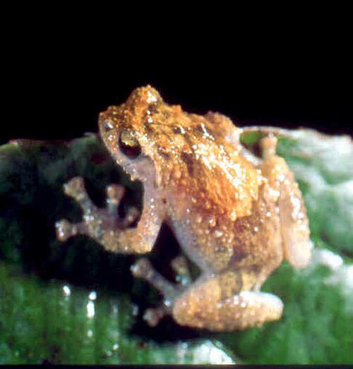 Cophyla barbouri