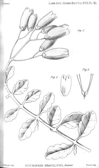Kalanchoe gracilipes