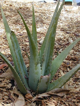 Aloe vera