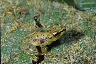 Guibemantis punctatus
