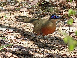 Coua de Coquerel (Coua coquereli)