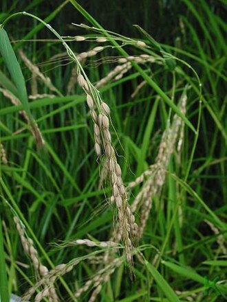 Riz asiatique (Oryza sativa)