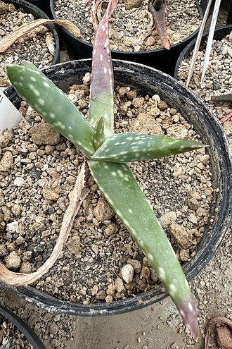 Aloe guillaumetii