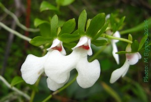 Oeonia rosea
