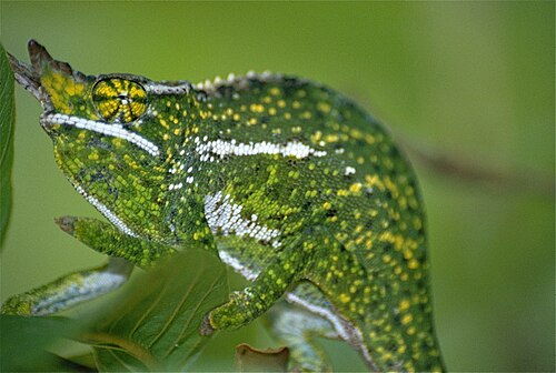 Furcifer willsii