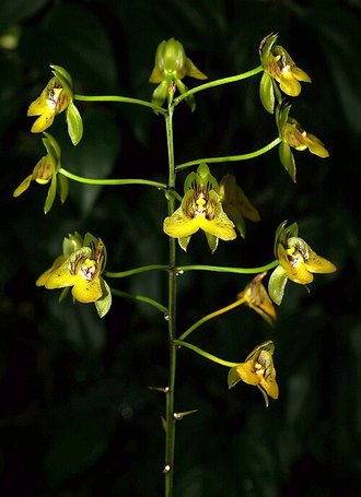 Eulophia pulchra