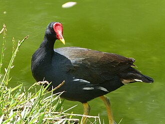 Gallinule poule-d'eau (Gallinula chloropus)