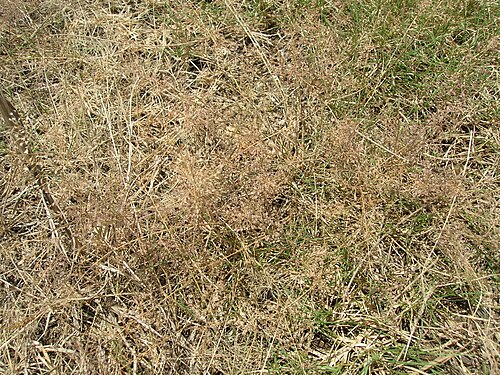 Eragrostis tenella