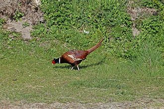 Faisan de Colchide (Phasianus colchicus)