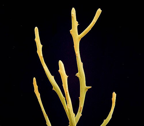 Euphorbia alcicornis