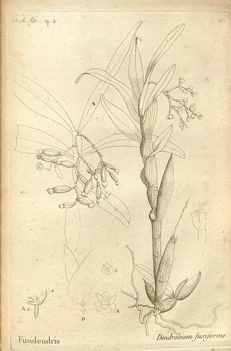 Polystachya fusiformis