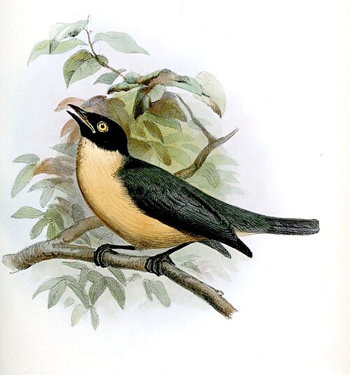 Tylas à tête noire (Tylas eduardi)