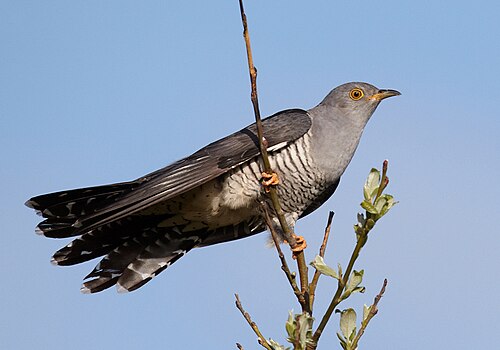 Coucou gris (Cuculus canorus)