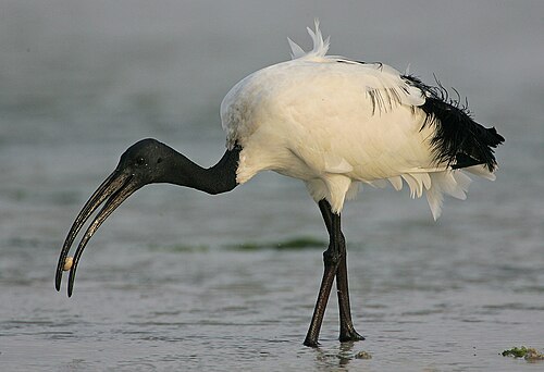 Ibis sacré (Threskiornis aethiopicus)