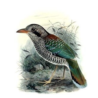 Brachyptérolle écaillé (Geobiastes squamiger)