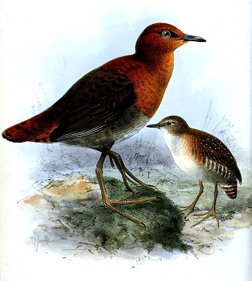 Râle de Waters (Sarothrura watersi)