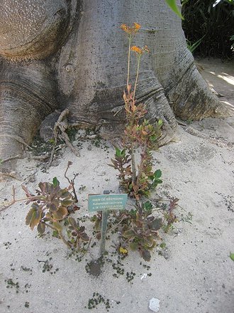 Kalanchoe laciniata